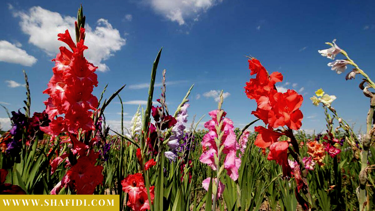 SBJEI-FRESH CUT FLOWERS OF BANGLADESH